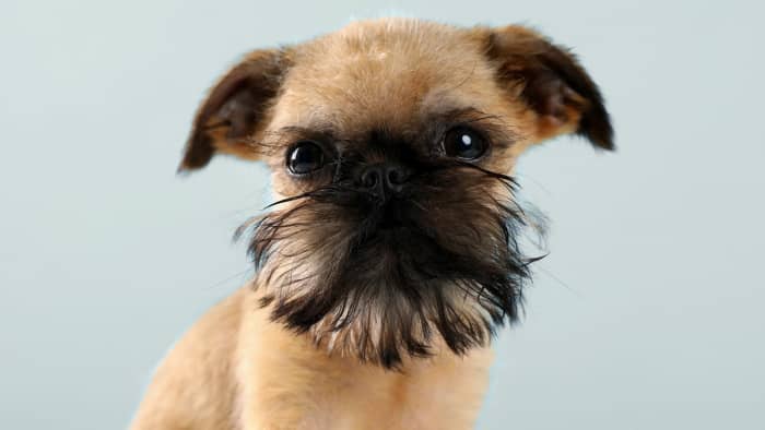 A Comprehensive Guide to Brussels Griffon: Characteristics, Care, and ...