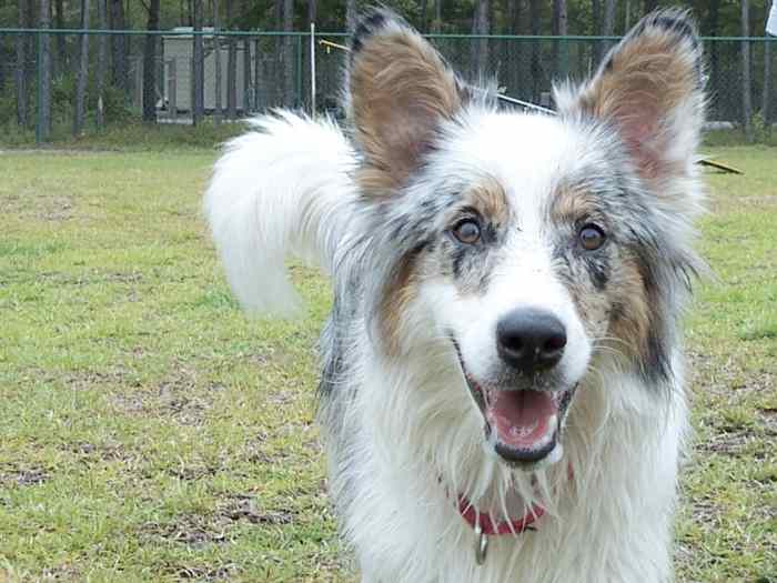 Dog Foaming at the Mouth? Top 6 Causes and Solutions PetHelpful