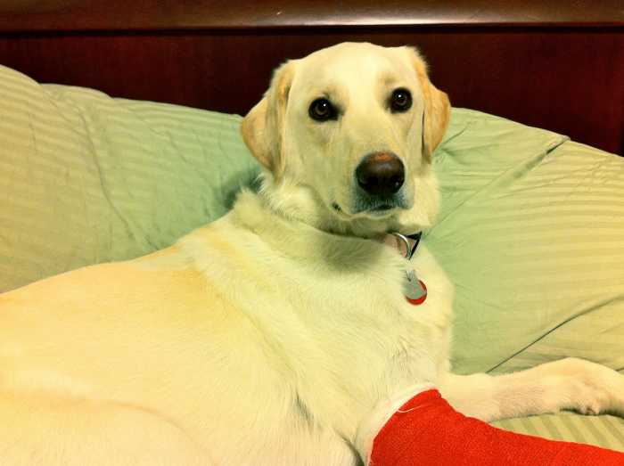 How to Heal a Dog Wound Fast Care Tips to Speed Up Healing PetHelpful