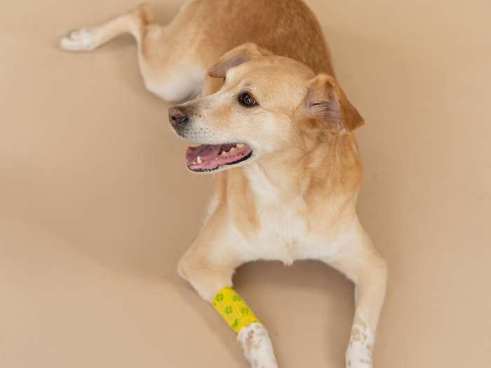 How to Heal a Dog Wound Fast Care Tips to Speed Up Healing PetHelpful