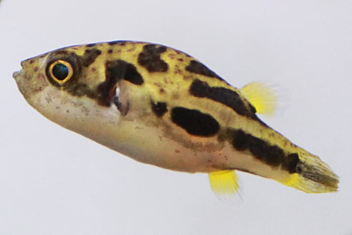 5 Unconventional Fish Species With Astonishing Anecdotes - Pethelpful