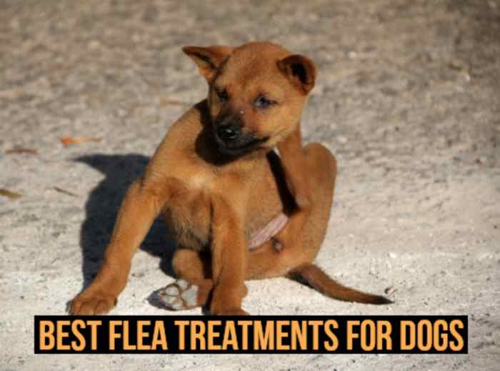 Best 3 Flea Treatments for Pet Dogs PetHelpful