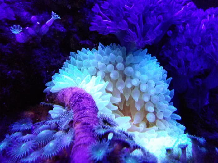 Bubble Tip Anemone Care Guide - HubPages