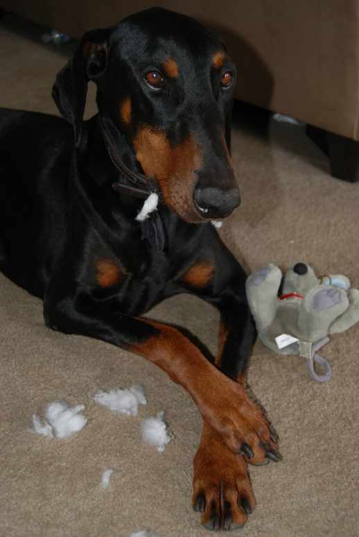 Stop Your Dog's Excessive Chewing HubPages