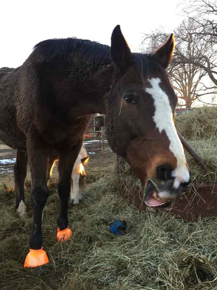 Feeding Your Horse Treats HubPages
