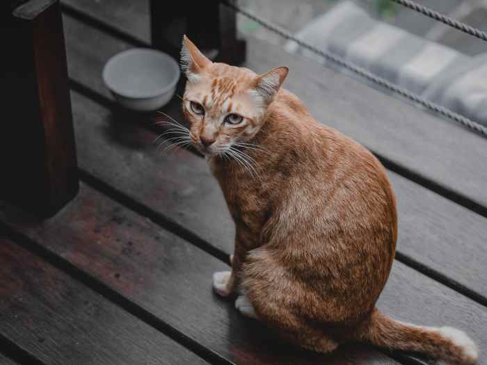 Why Your Cat Won't Drink Water and Tips to Hydrate Them PetHelpful