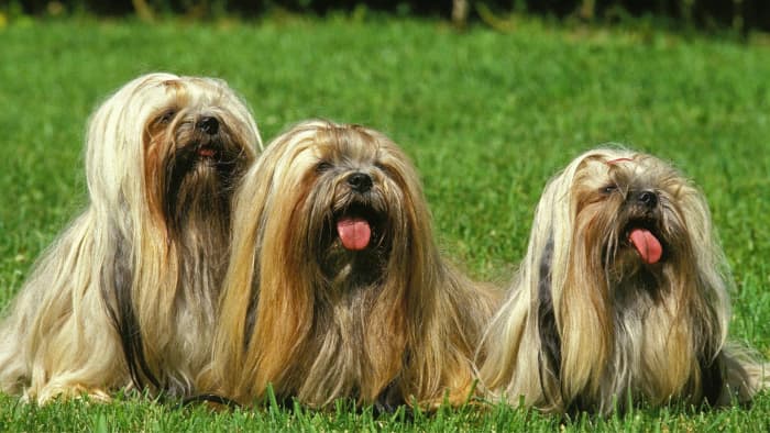 Ultimate Guide to the Lhasa Apso: Breed Characteristics, Care Tips, and ...