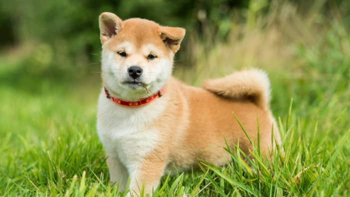 The Ultimate Guide to Shiba Inu Dogs: Breed Traits, Training Tips, and ...