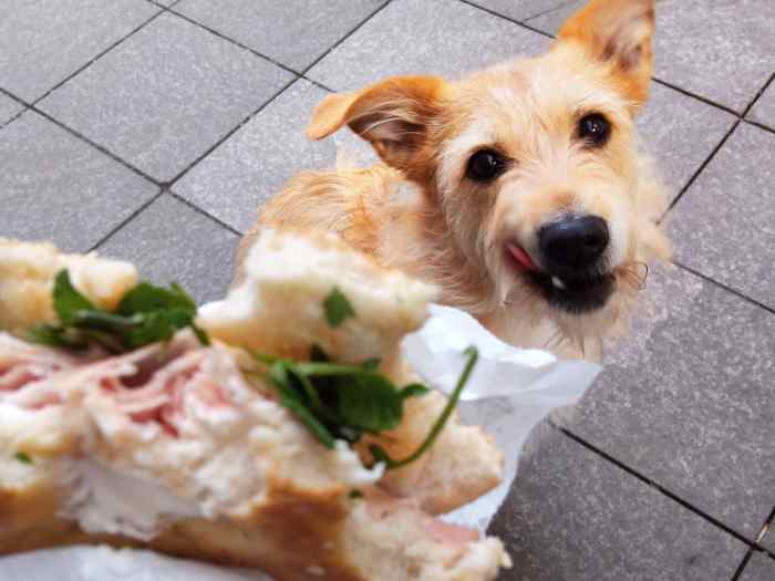 How to Stop Your Dog From Eating Everything He Sees PetHelpful