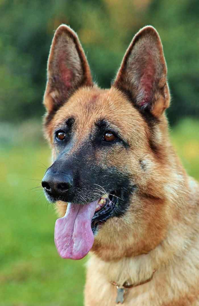 German Shepherd Healthy Snacks Top 5 Nutritious Treats for Your Pup