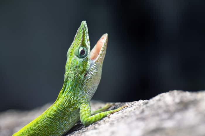 You Don't Need to Be a Conspiracy Theorist to See That Our “Leaders ...