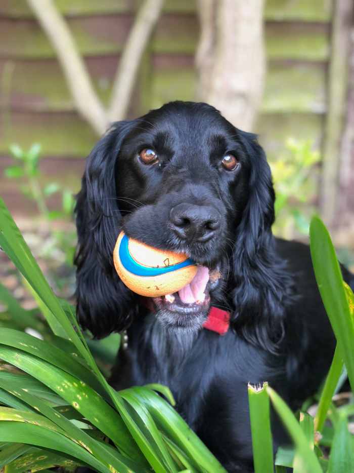 6 Home Remedies and Tips to Stop Your Dog Eating Poop PetHelpful