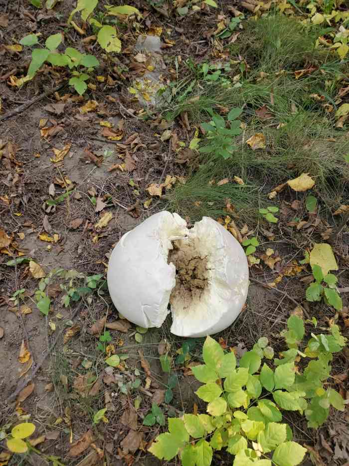 Giant Puffball Mushrooms Foraging, Cooking, and More! Delishably