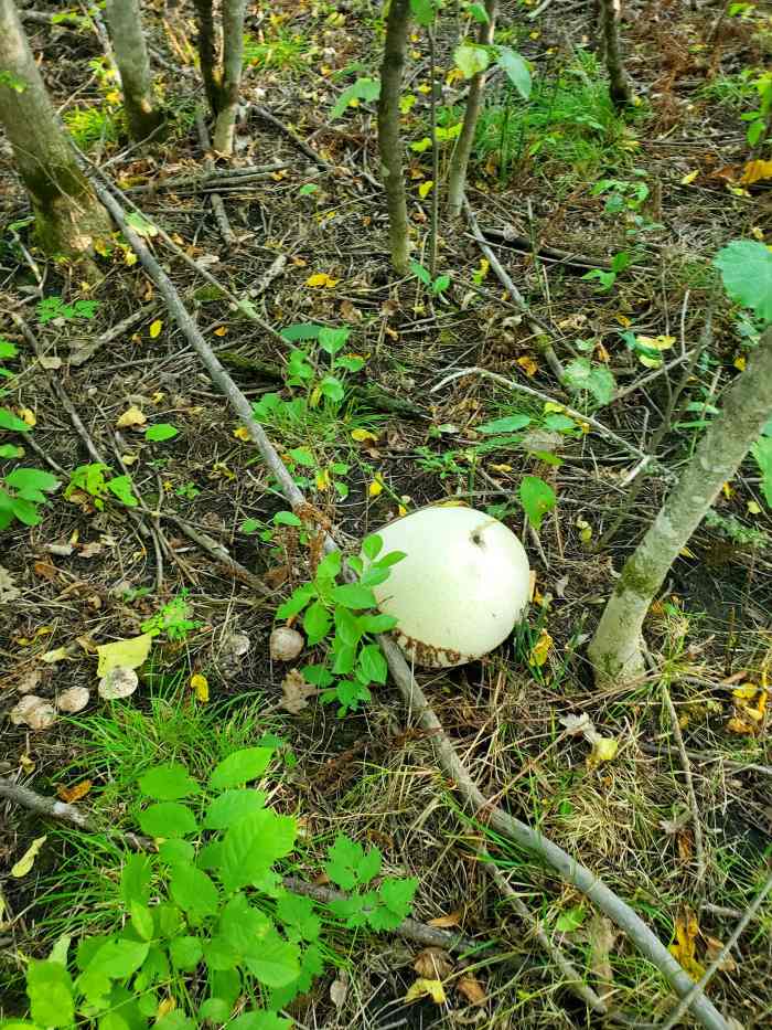 Giant Puffball Mushrooms Foraging, Cooking, and More! Delishably