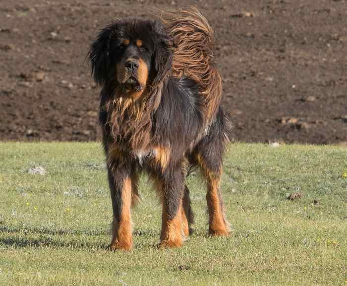 7 Countries Where Tibetan Mastiffs Are Banned or Restricted PetHelpful