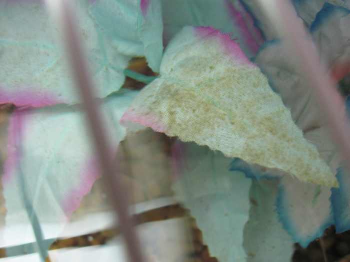 How to Safely Use Clorox to Get Rid of Brown Spots on Aquarium Silk