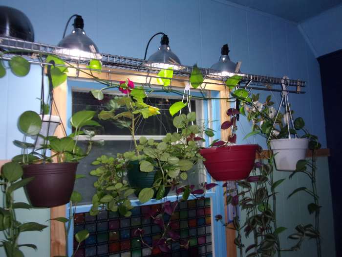 How to Set Up Good Lighting for Indoor Houseplants HubPages