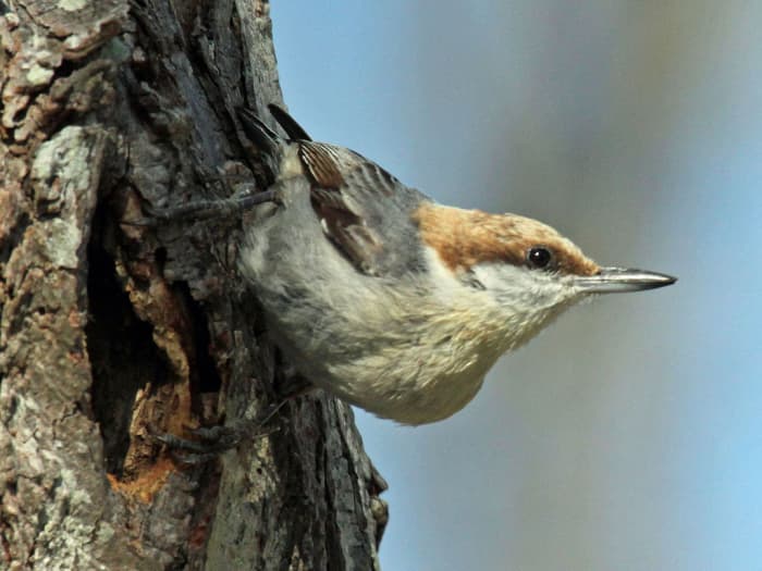 Brown-Headed Nuthatch of the Southeastern U.S. - HubPages