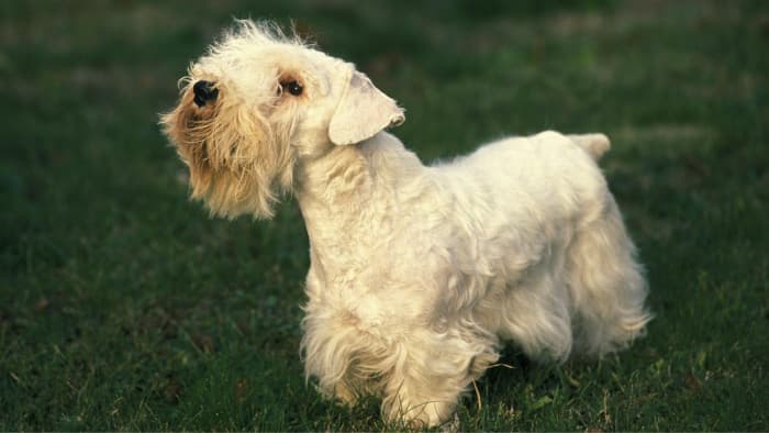 The Sealyham Terrier: A Comprehensive Guide to This Rare Welsh Breed ...