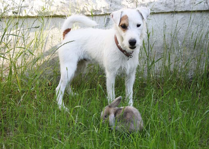 Why Dogs Love Eating Rabbit Poop and How to Stop Them - HubPages