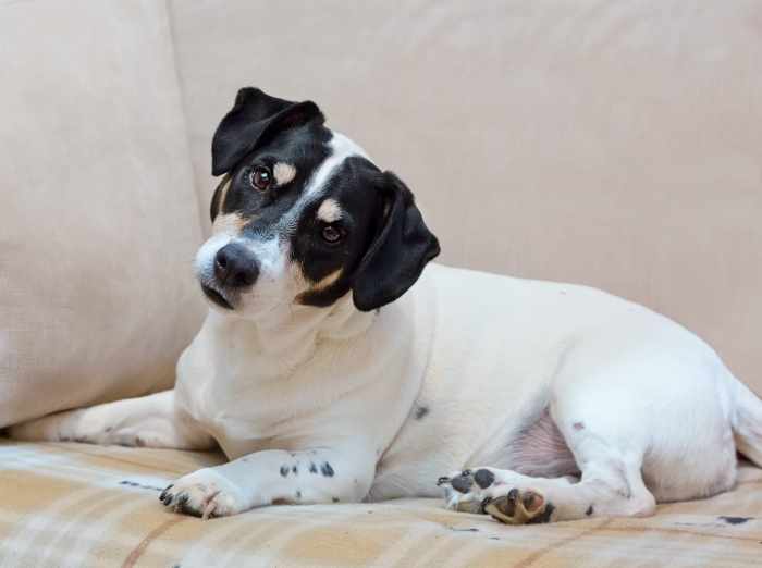 Xanthan Gum for Dogs Safe or Harmful? PetHelpful