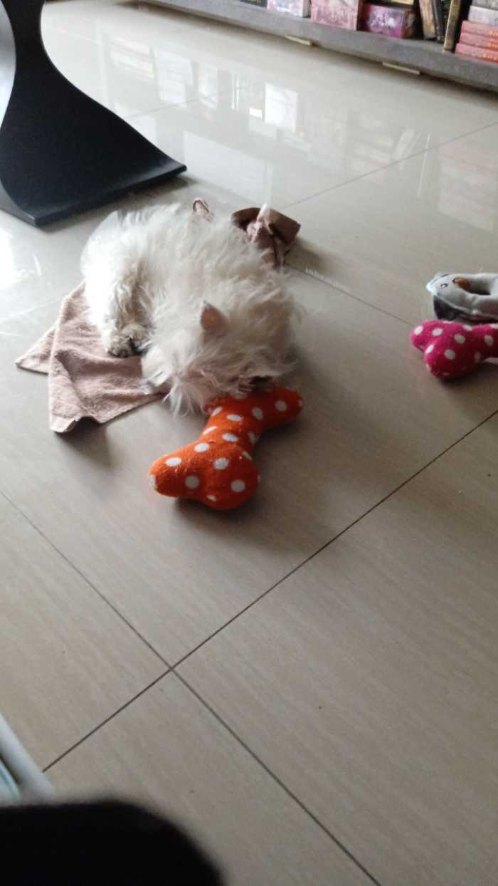 Making a New Puppy Feel at Home HubPages