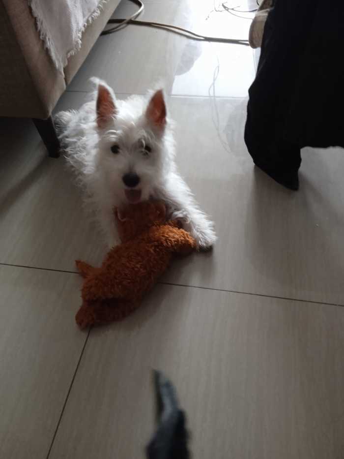 Making a New Puppy Feel at Home HubPages