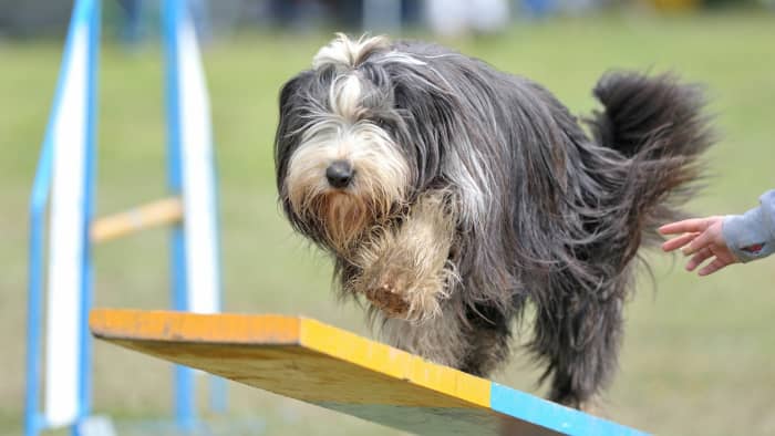 Discover the Bearded Collie: The Agile and Independent Herding Breed