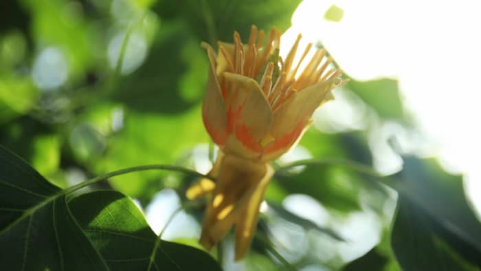 Tulip Poplar Tree Facts, Uses, and Planting Tips - Owlcation