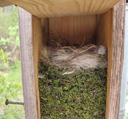 Carolina Chickadees - HubPages