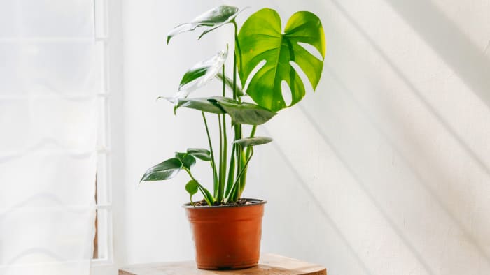 Repotting Monstera: How, When, and All the Steps - Dengarden