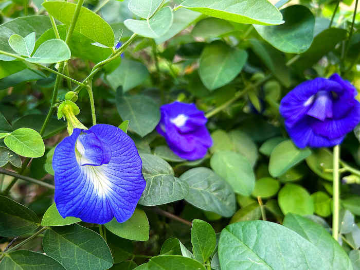 Edible Flower Blue Butterfly Pea Dengarden
