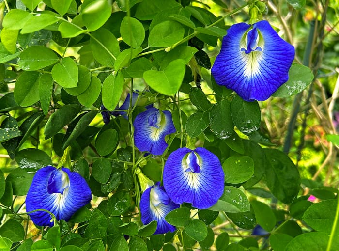 Edible Flower Blue Butterfly Pea Dengarden