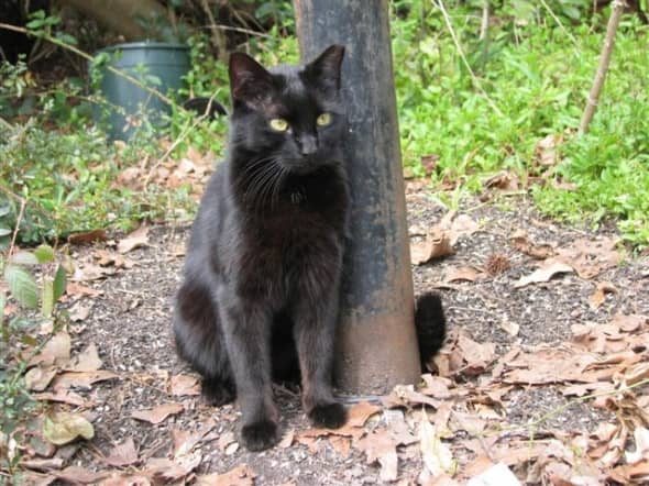 Pepper the Black Cat - Katrina Survivor to Forever Home - HubPages