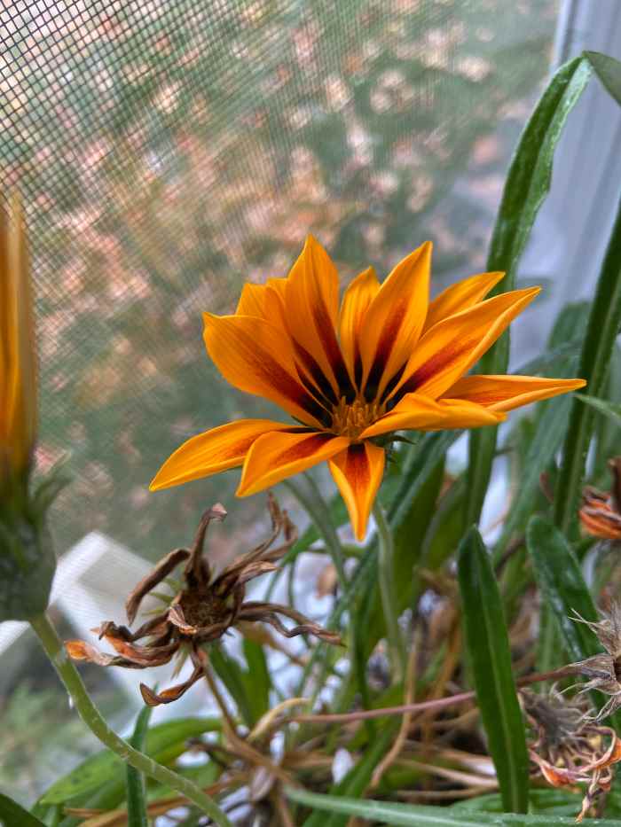 How to Take Amazing Photos with Your Cell Phone Camera in 4 Easy Steps ...