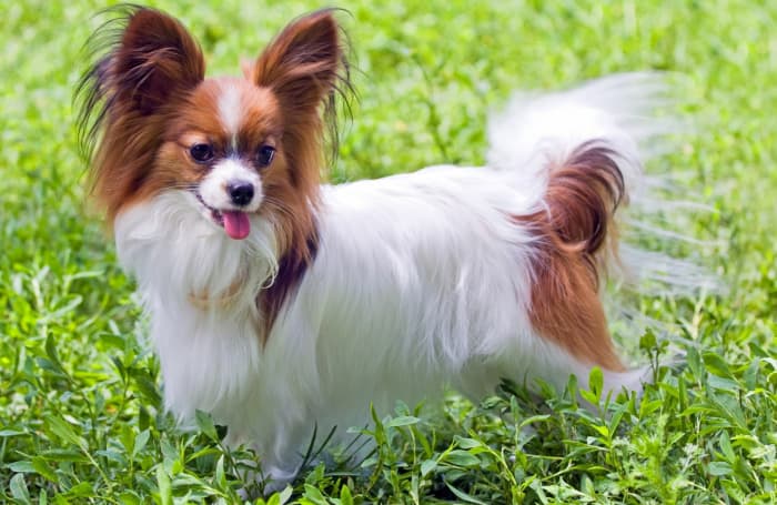 The Ultimate Guide to Papillons: Owning, Training, and Caring for These ...