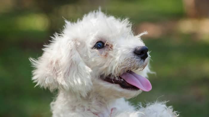 The Bichon Frise: A Comprehensive Guide to Owning, Training, and Caring ...