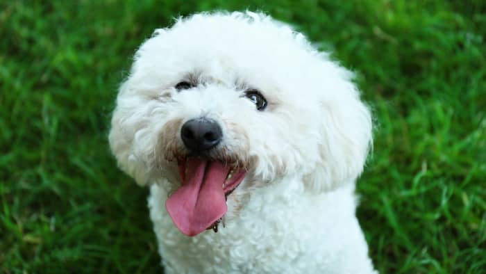 The Bichon Frise: A Comprehensive Guide to Owning, Training, and Caring ...