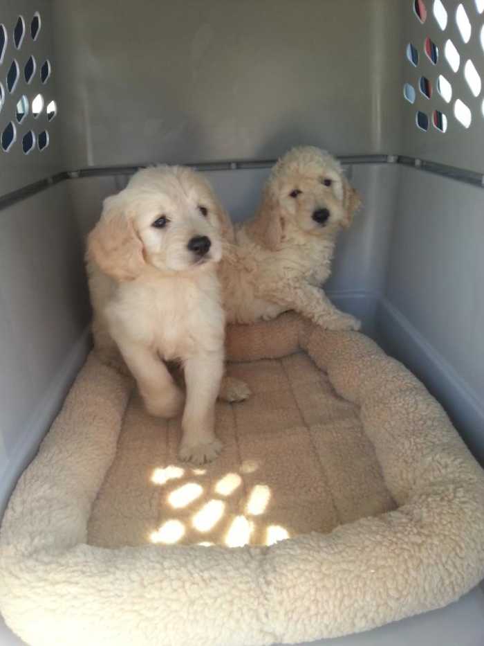 How To Take Care of Goldendoodles HubPages