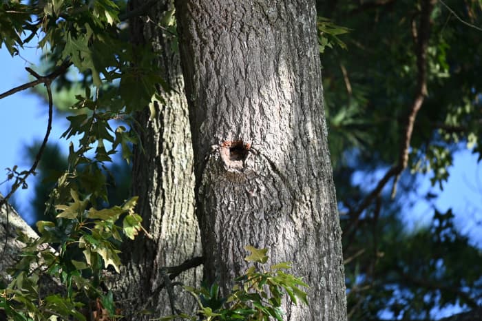 How to Identify, Encourage, and Manage Cavity Nesters in Your Trees ...