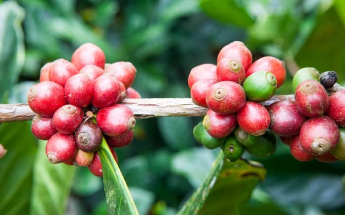 Interesting Facts About the Coffee Plant: Discovery, Description and ...