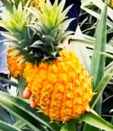 Pineapple visual data 3