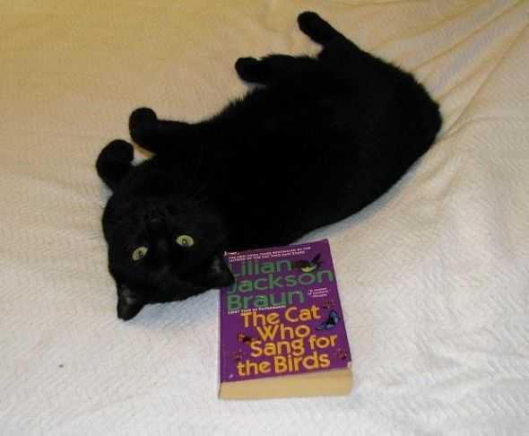 Gift Ideas for Cat Mystery Book Lovers - HubPages
