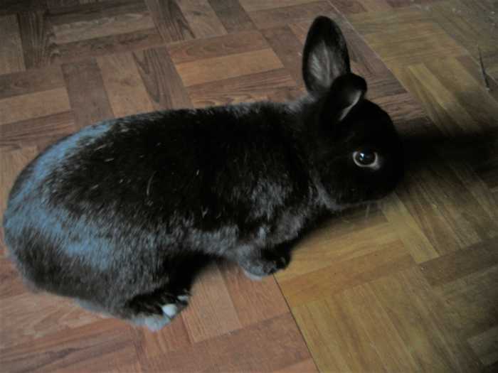 Do Rabbits Make Good Pets? HubPages