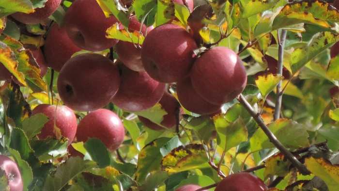 Facts About Apples-description, Varieties And Uses - Hubpages