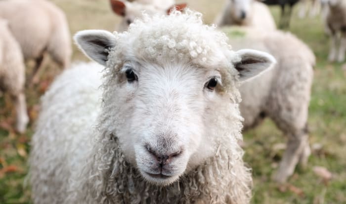 The school director will not cancel the class involving the slaughter of a sheep (Photo: Sam Carter)