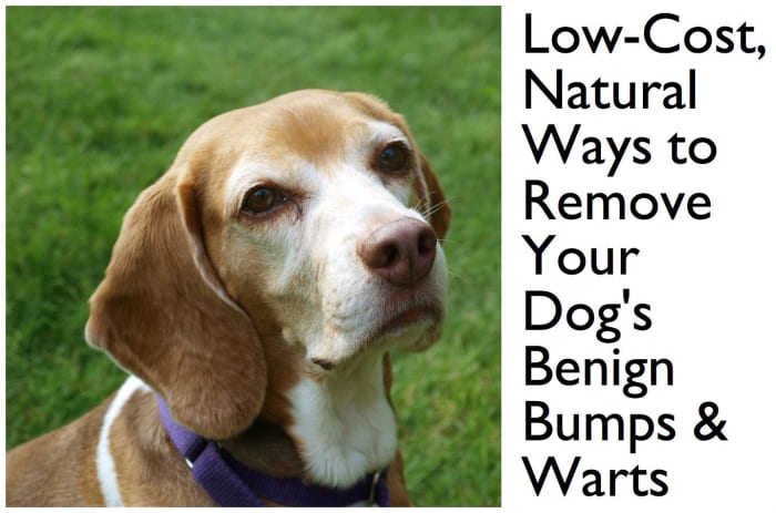 I removed a benign tumor from my dog's nose using castor oil. Read on for specific techniques to help remove bumps and warts from your dog.