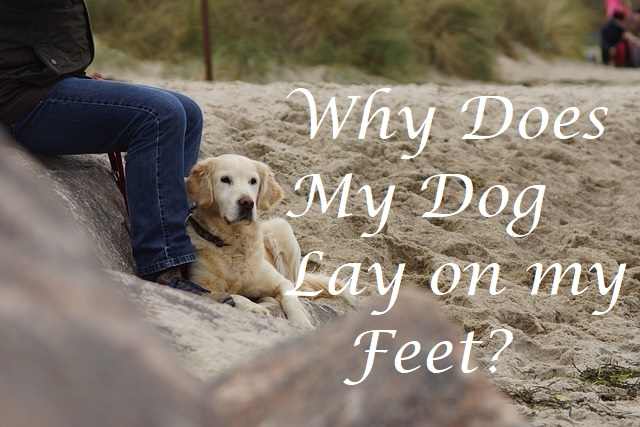 why-does-my-dog-lay-by-my-feet