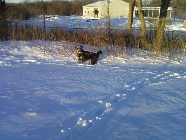 Long-haired dog's playing in deep snow can lead to painful ice blocks between the paw pads.