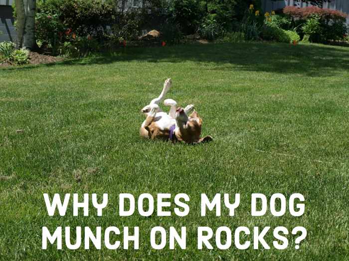 Reasons Why Dogs Eat Rocks or Pebbles PetHelpful
